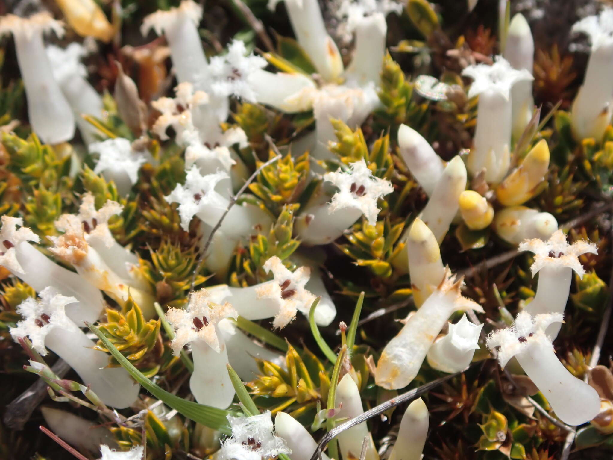 Image of Styphelia nana