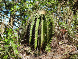 Image of Emory's barrel cactus