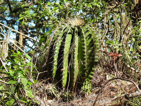 Image of Emory's barrel cactus