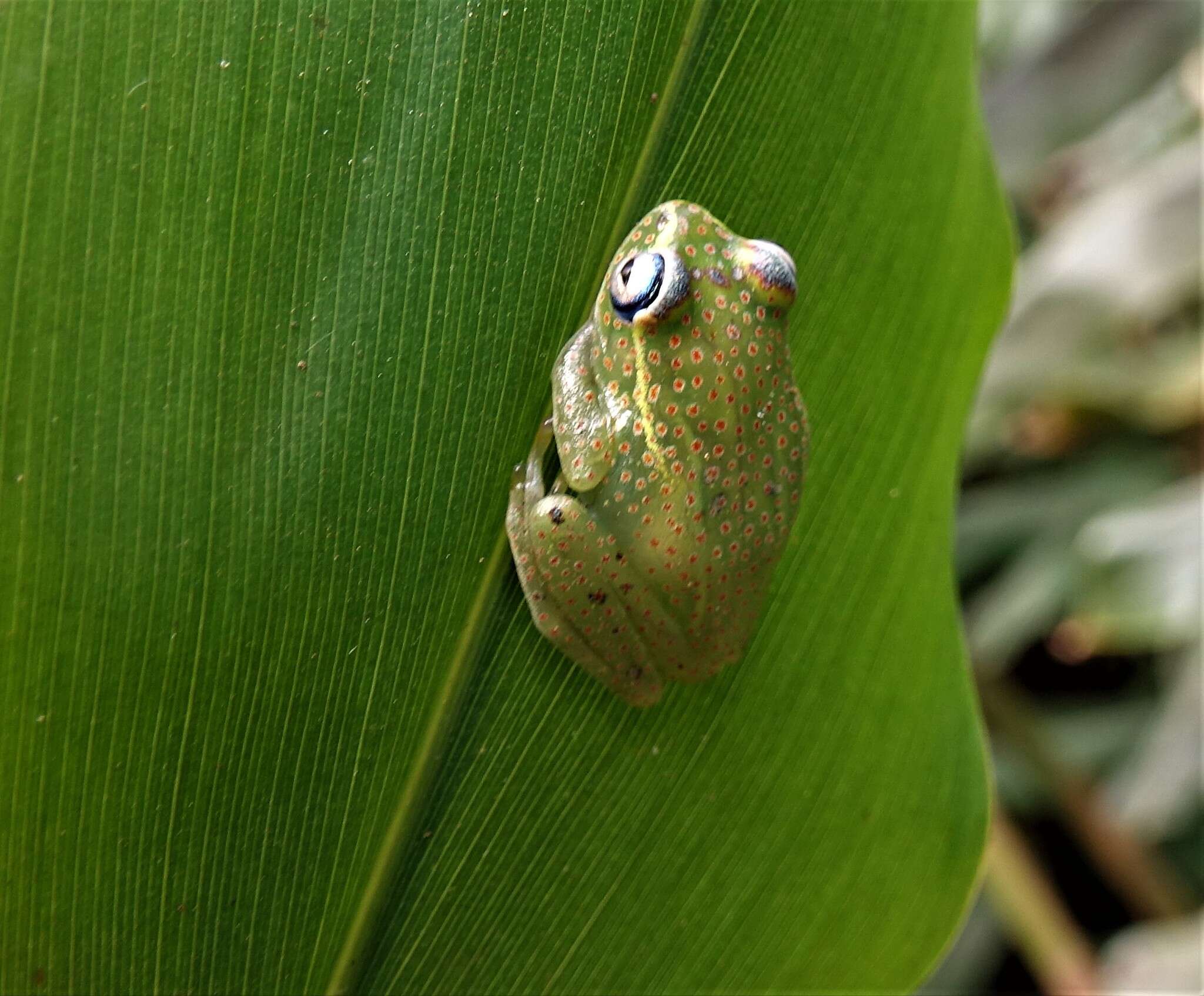 Image of Forest Bright-eyed Frog