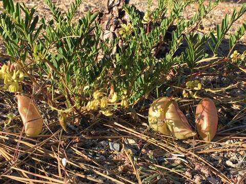 Astragalus douglasii (Torr. & A. Gray) A. Gray resmi