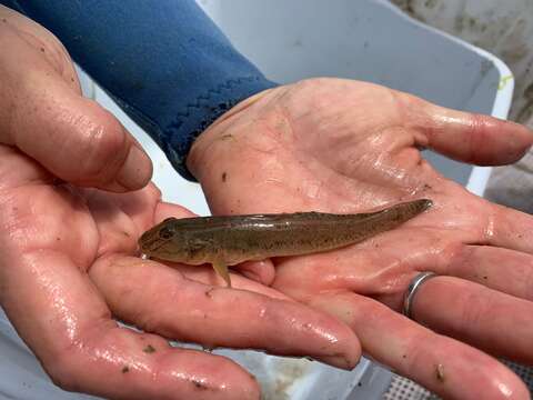 Image of Acanthogobius