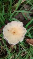 Image de Leratiomyces percevalii (Berk. & Broome) Bridge & Spooner 2008