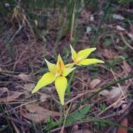 Image de Caladenia flava R. Br.