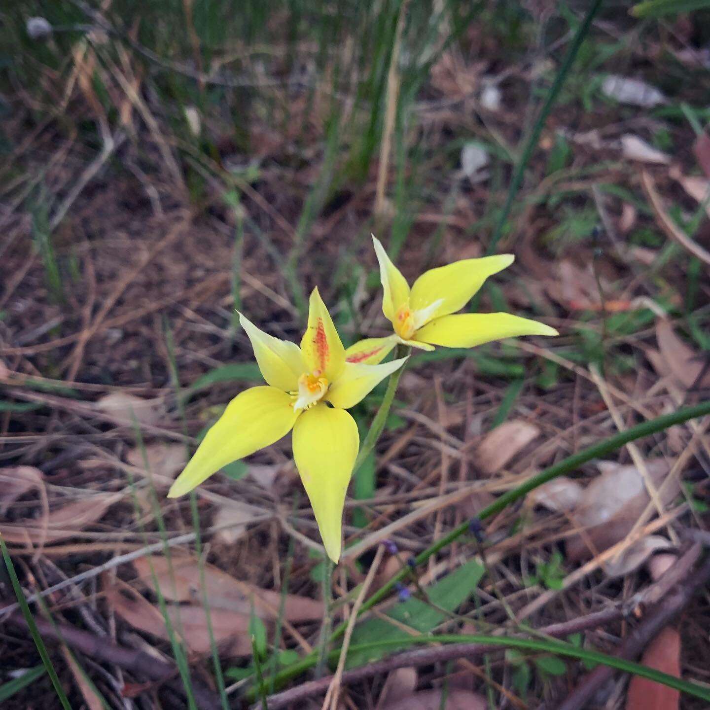 Image de Caladenia flava R. Br.