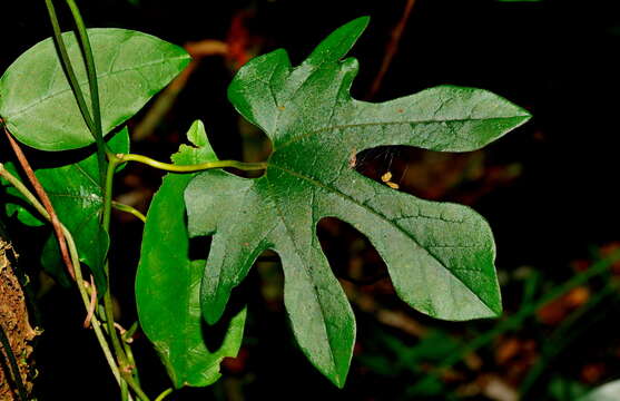 Image de Aristolochia cucurbitifolia Hayata