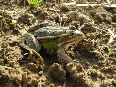 Image de Petite grenouille verte