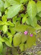 Image of Chrysothemis melittifolia