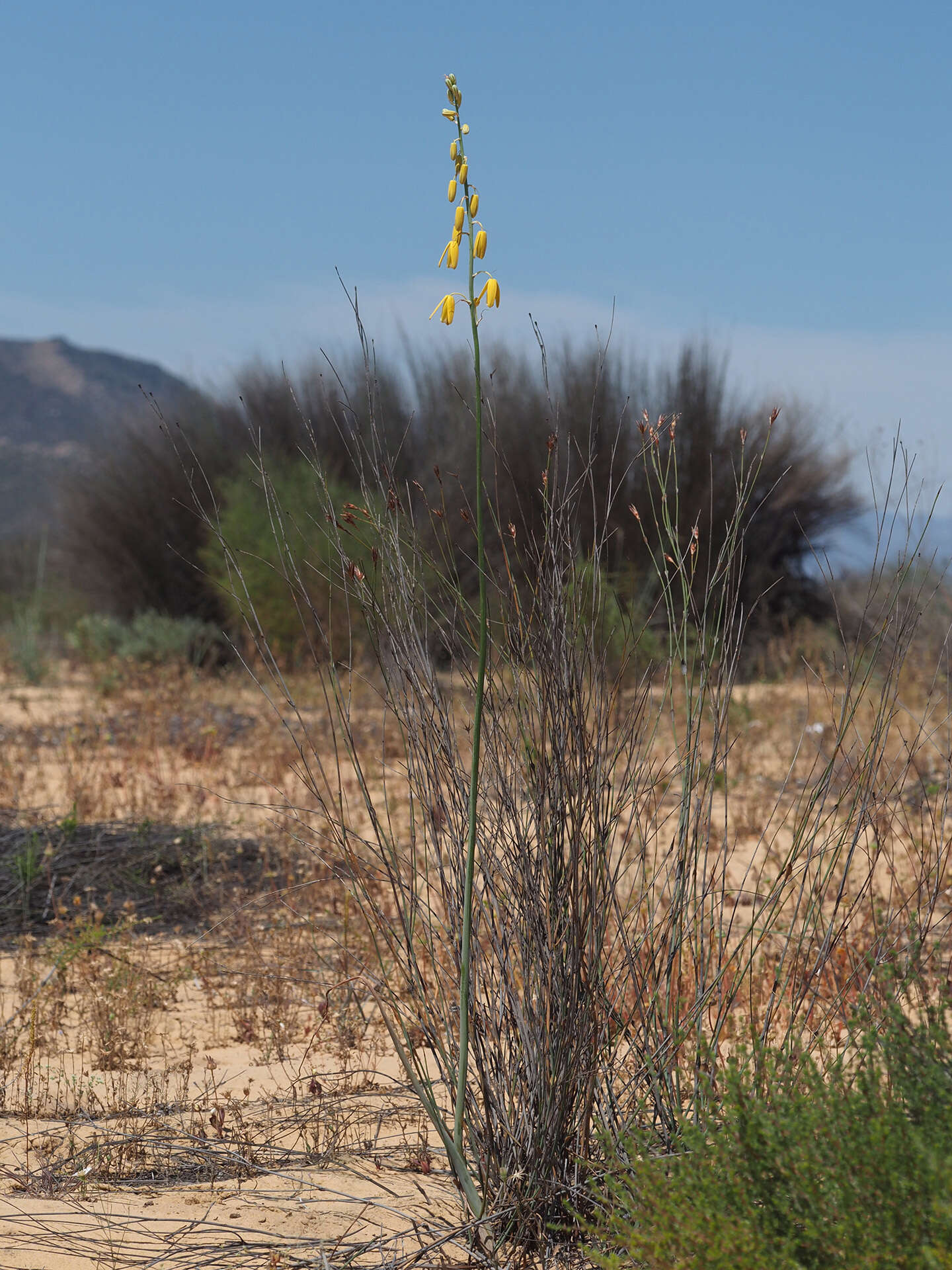 Image de Albuca clanwilliamae-gloria U. Müll.-Doblies