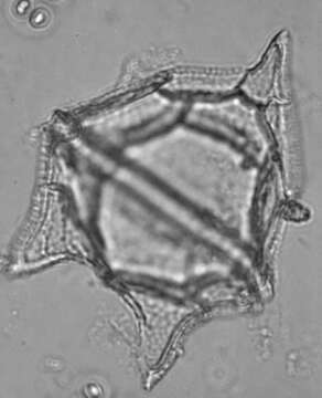 Image of Peridinium limbatum