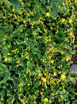 Image of field marigold