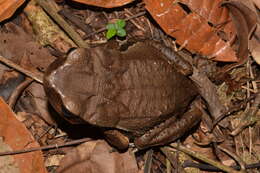 Image of Rhaebo ecuadorensis Mueses-Cisneros, Cisneros-Heredia & McDiarmid 2012