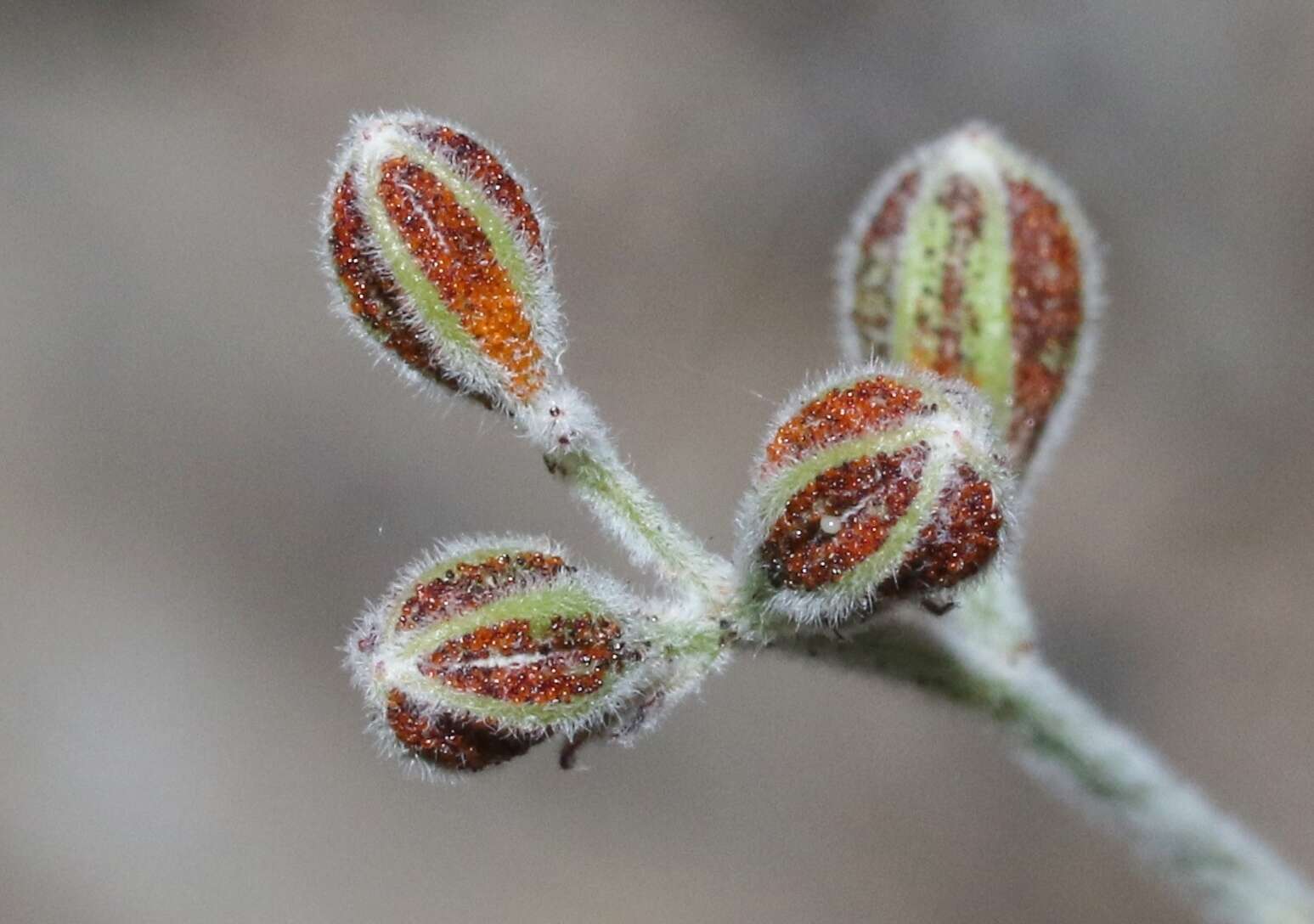 Image de Pomaria melanosticta S. Schauer