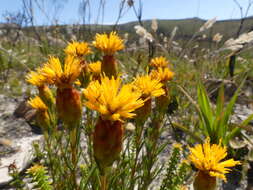 Sivun Pteronia tenuifolia DC. kuva