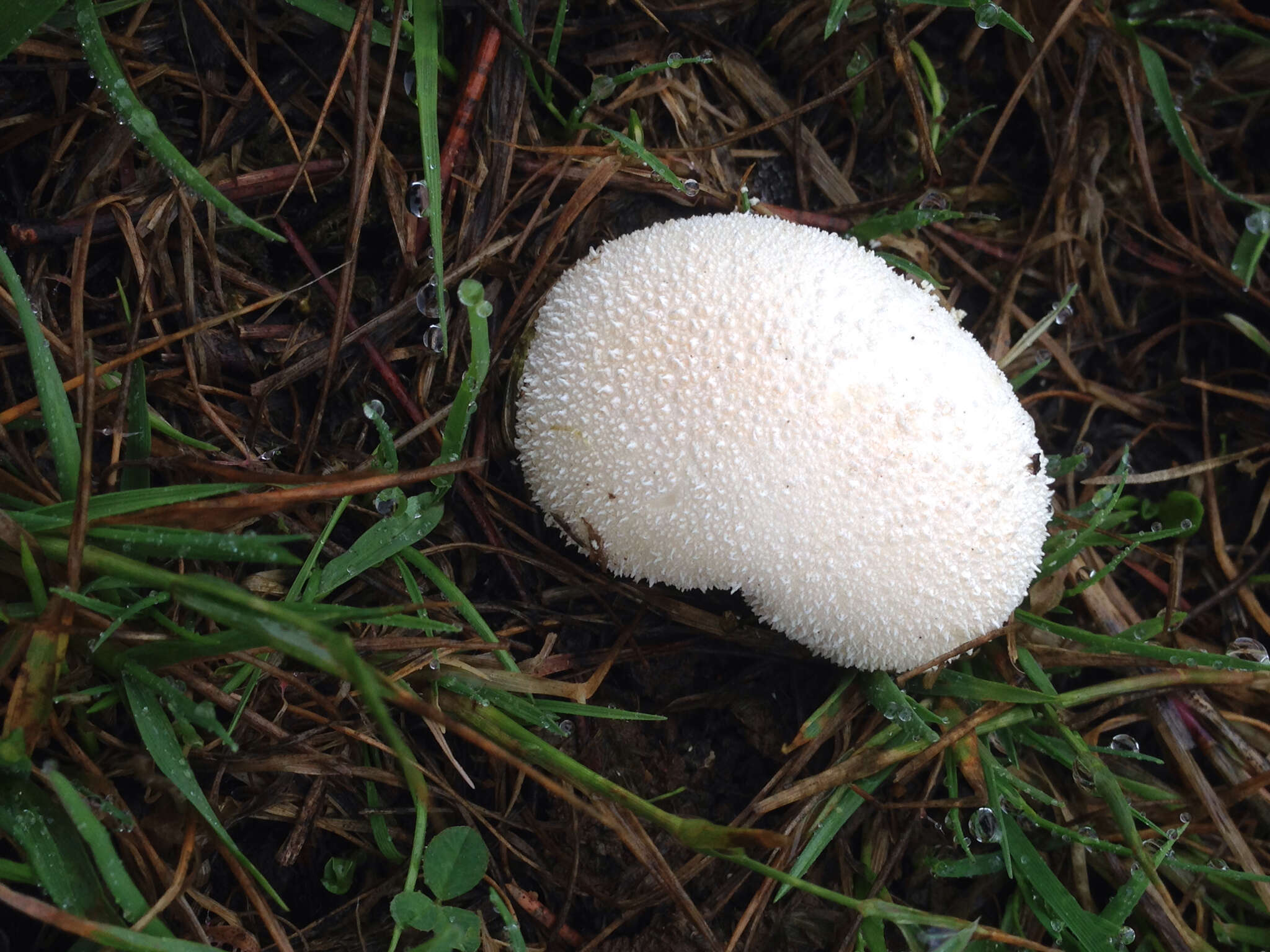 Image of Lycoperdon pratense Pers. 1794