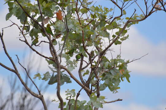 Image of Eucalyptus pruinosa Schau.