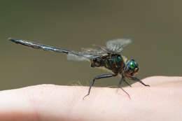 Image of Williamson's Emerald