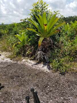 Image of Brocchinia micrantha (Baker) Mez