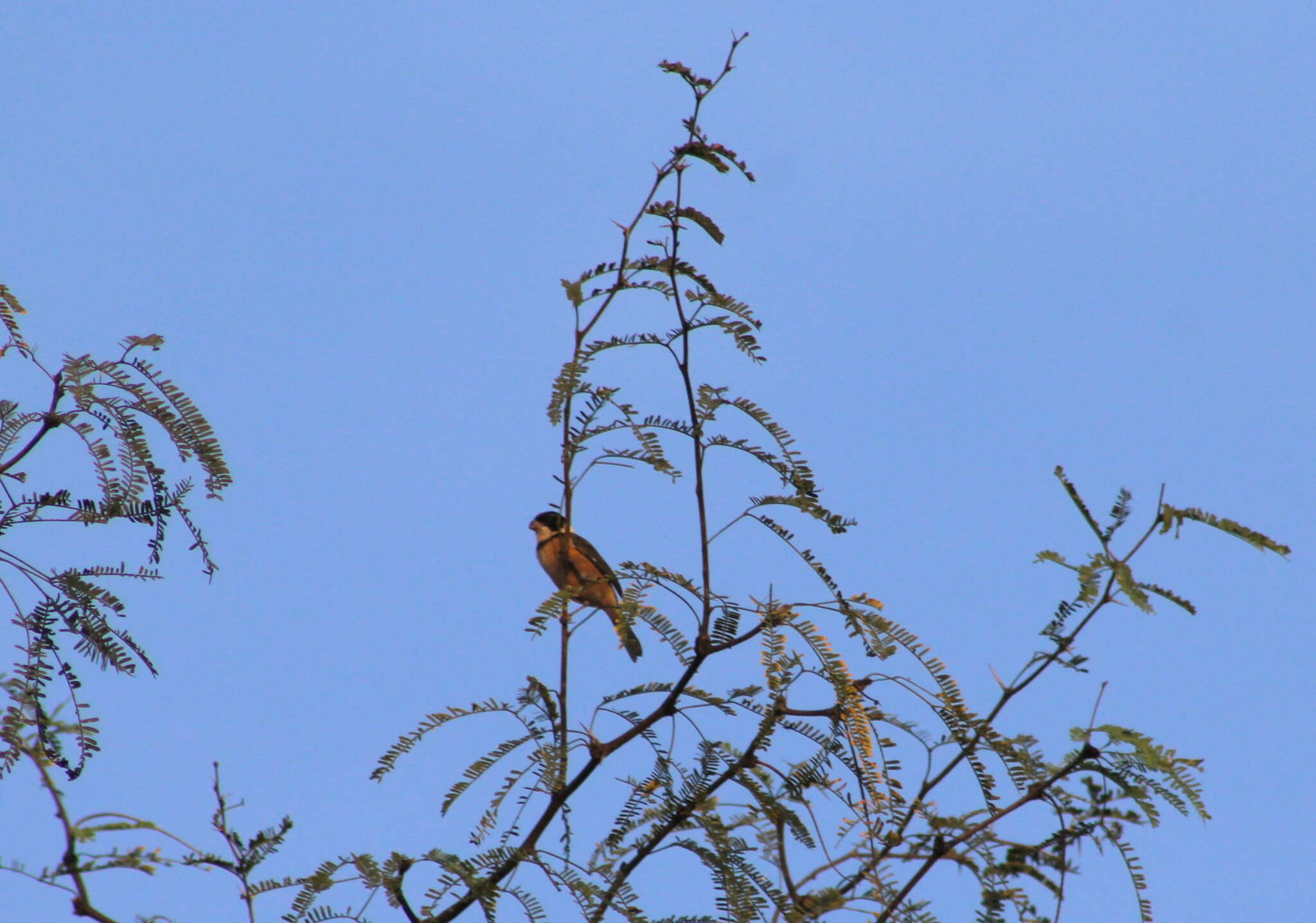 صورة Sporophila torqueola (Bonaparte 1850)