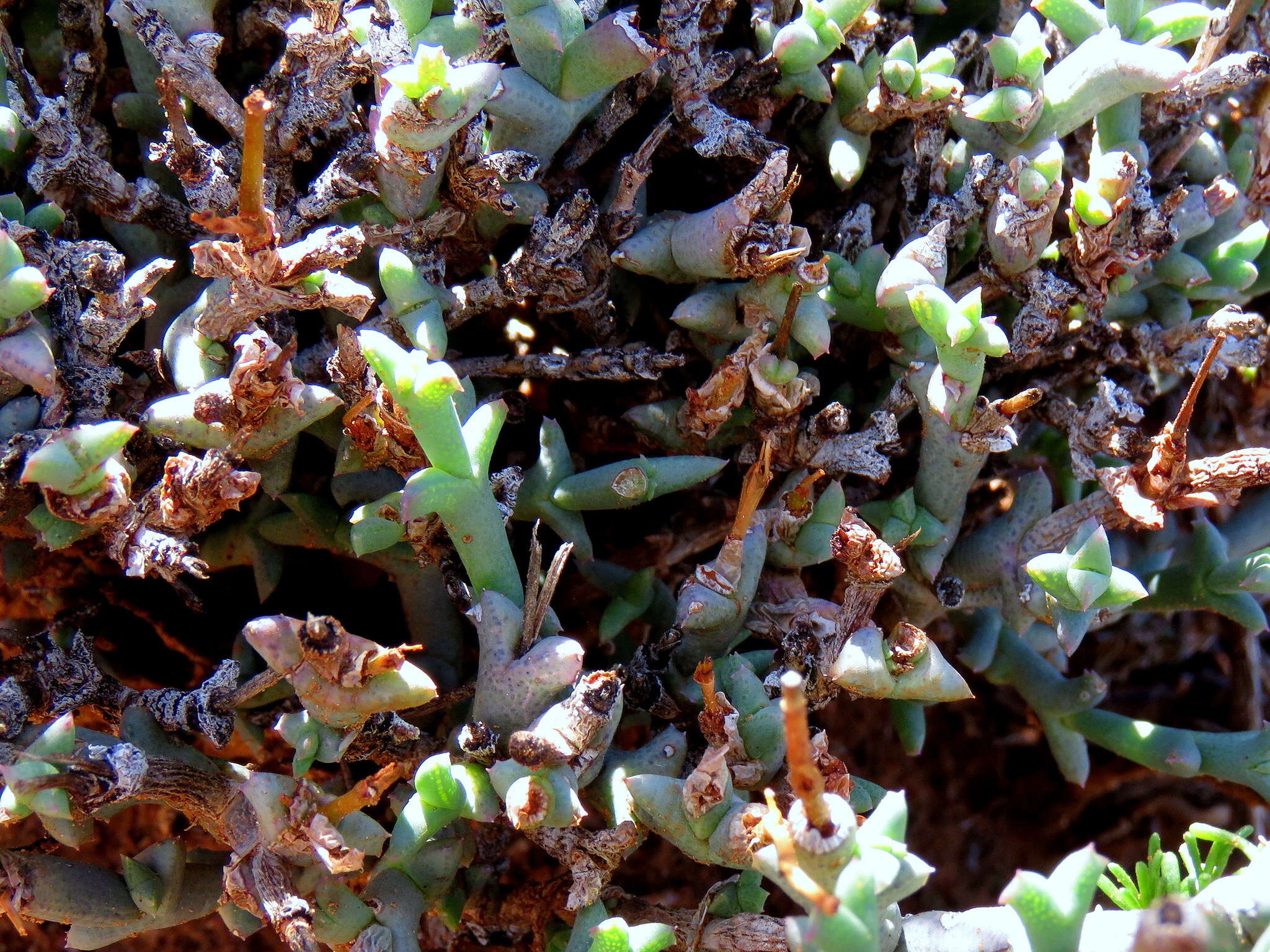 Image of Ruschia beaufortensis L. Bol.