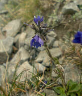 Image of Gänseblümchen-Ehrenpreis