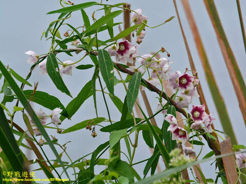 Image of Rosy Milkweed Vine