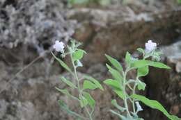 Image of Nama sericea Willd. ex Roem. & Schult.