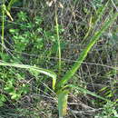 Image of Bellevalia trifoliata (Ten.) Kunth