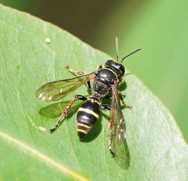 Image of Austrogorytes frenchii (R. Turner 1908)