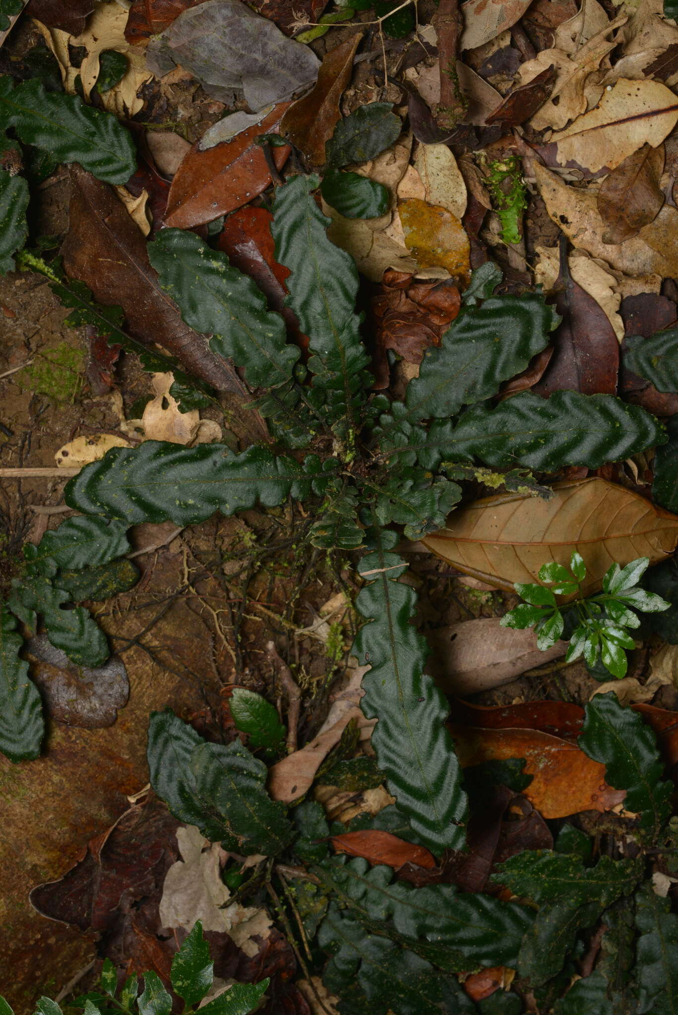 Image of Cranfillia opaca (Mett.) Gasper & V. A. O. Dittrich