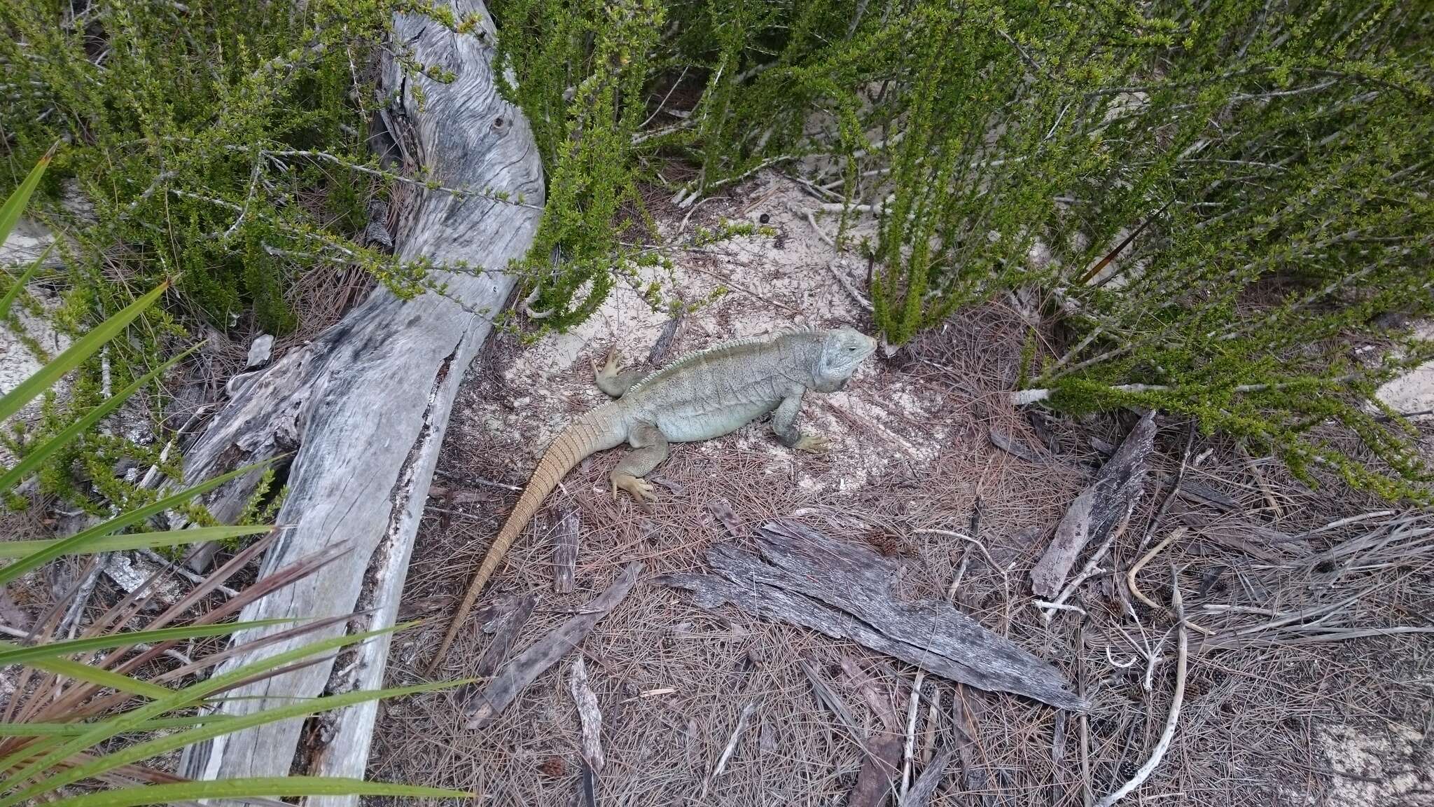 Image of Bahamas Rock Iguana