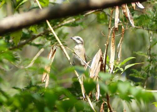 Image de Tephrodornis Swainson 1832