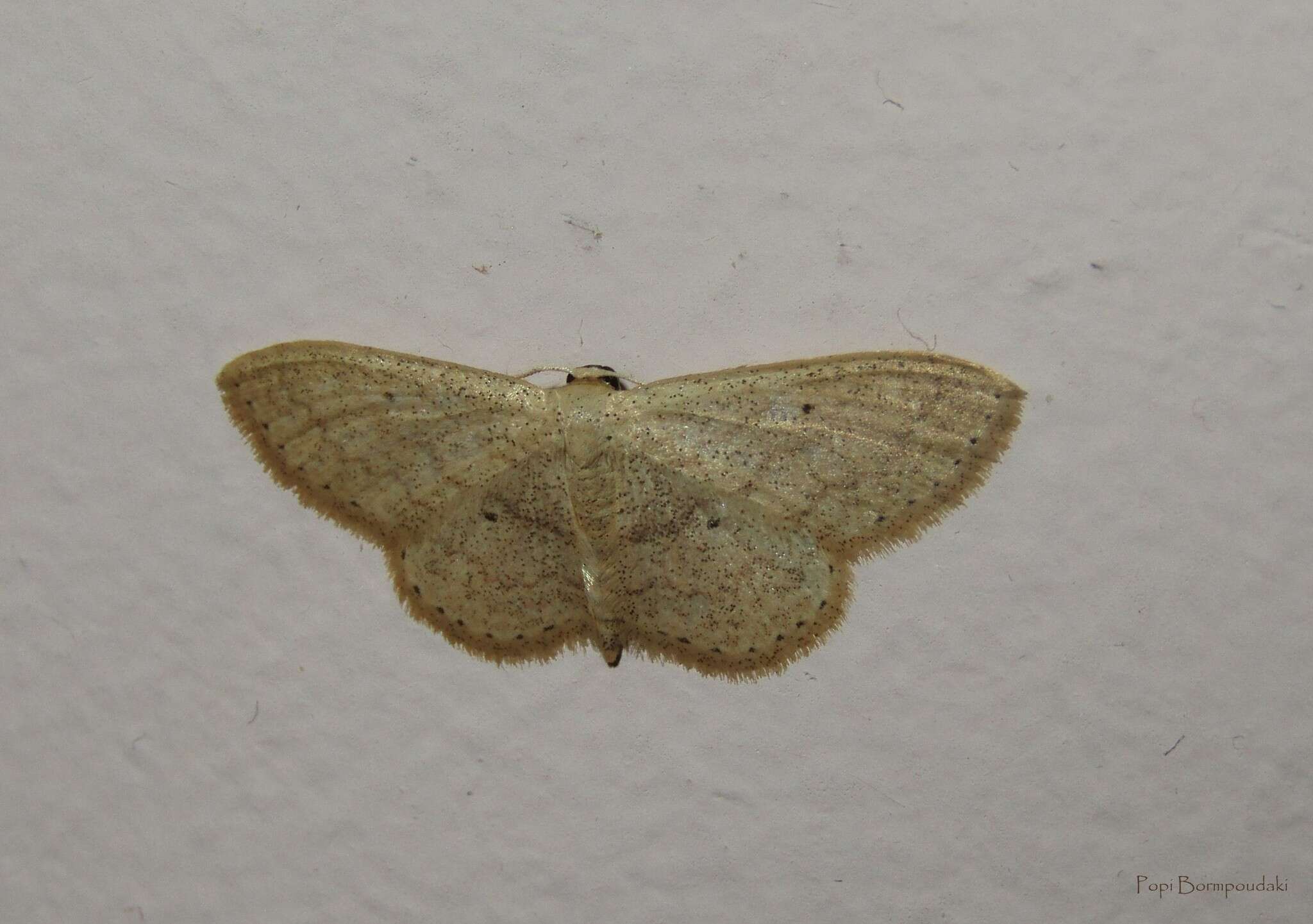 Image of Scopula minorata Boisduval 1833