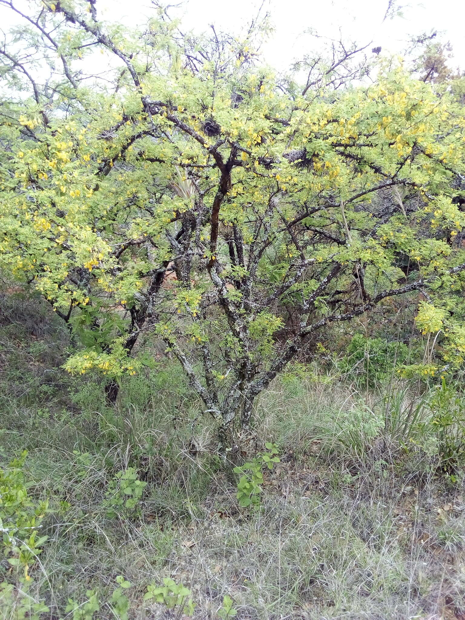 Plancia ëd Diphysa minutifolia Rose