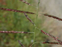 Image of Grass