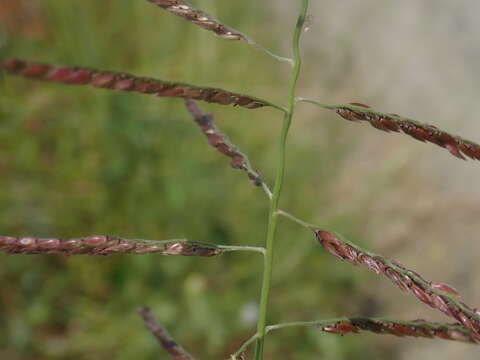 Image of Grass