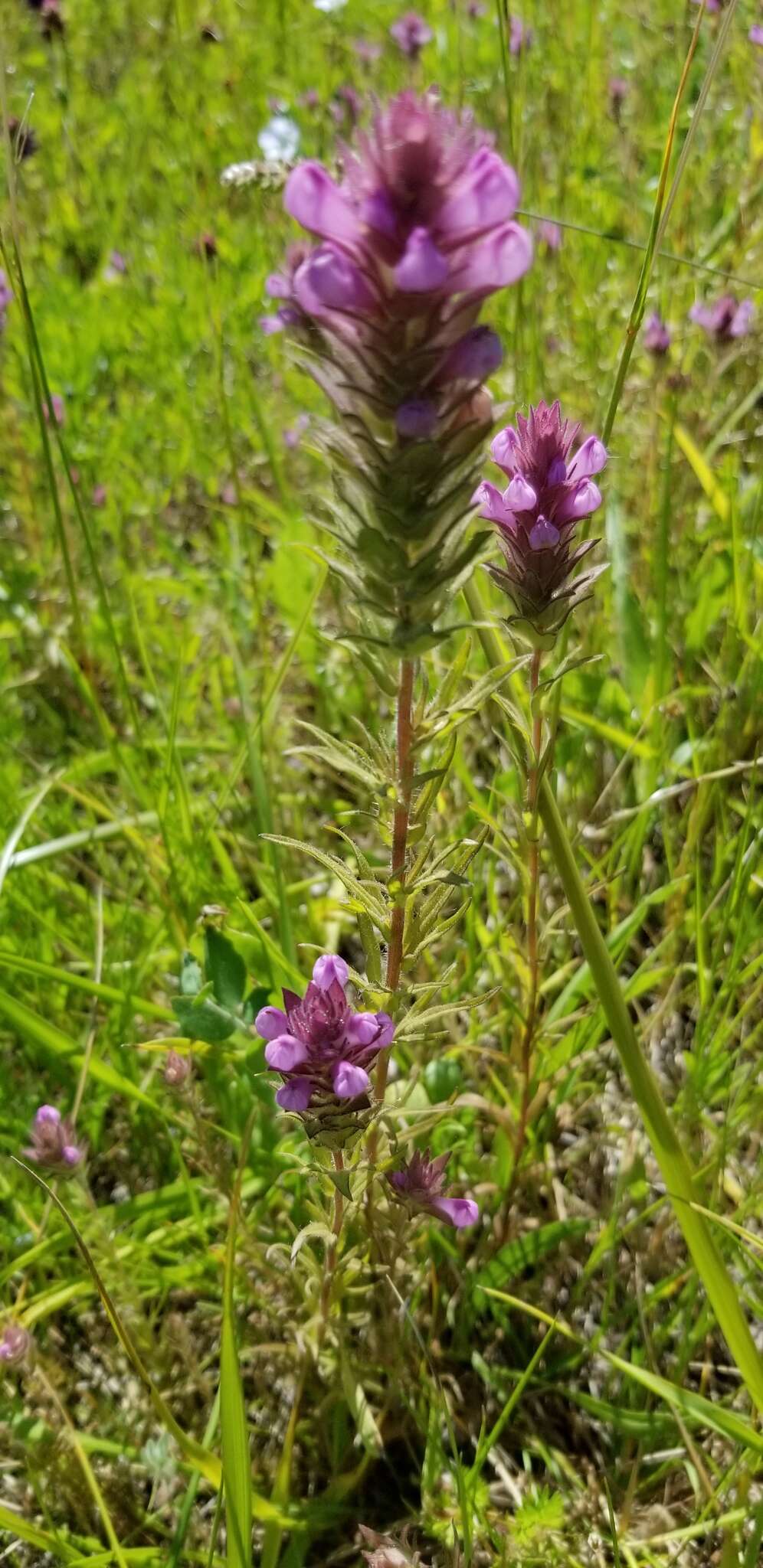 Image of rosy owl's-clover