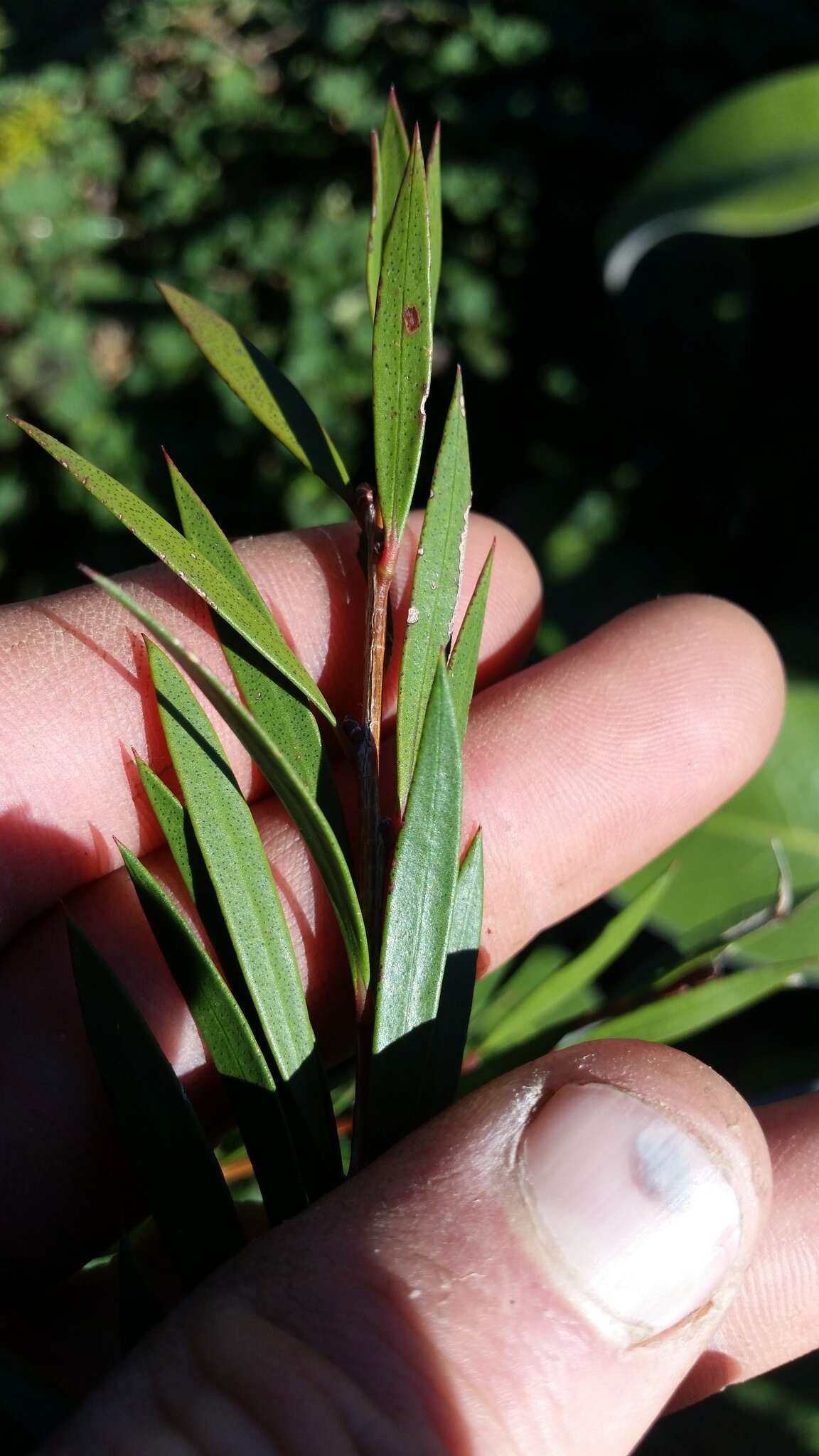 صورة Callistemon subulatus Cheel