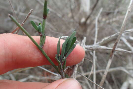 Image of Heliophila linearis (Thunb.) DC.