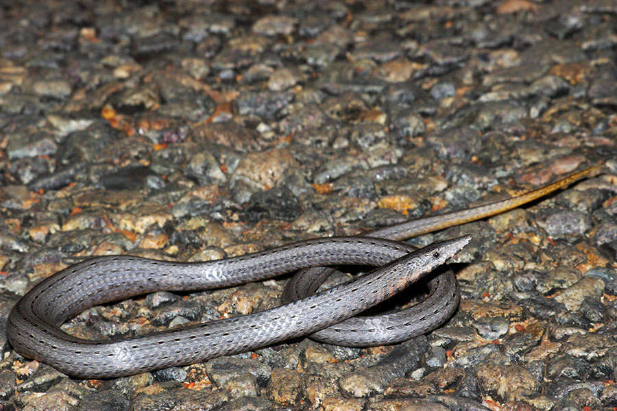 Image of Burton's Legless Lizard