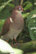 Image of Ruddy Quail-Dove