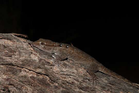 Image of Egyptian Gecko