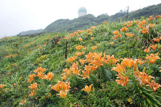 Слика од Lilium maculatum Thunb.