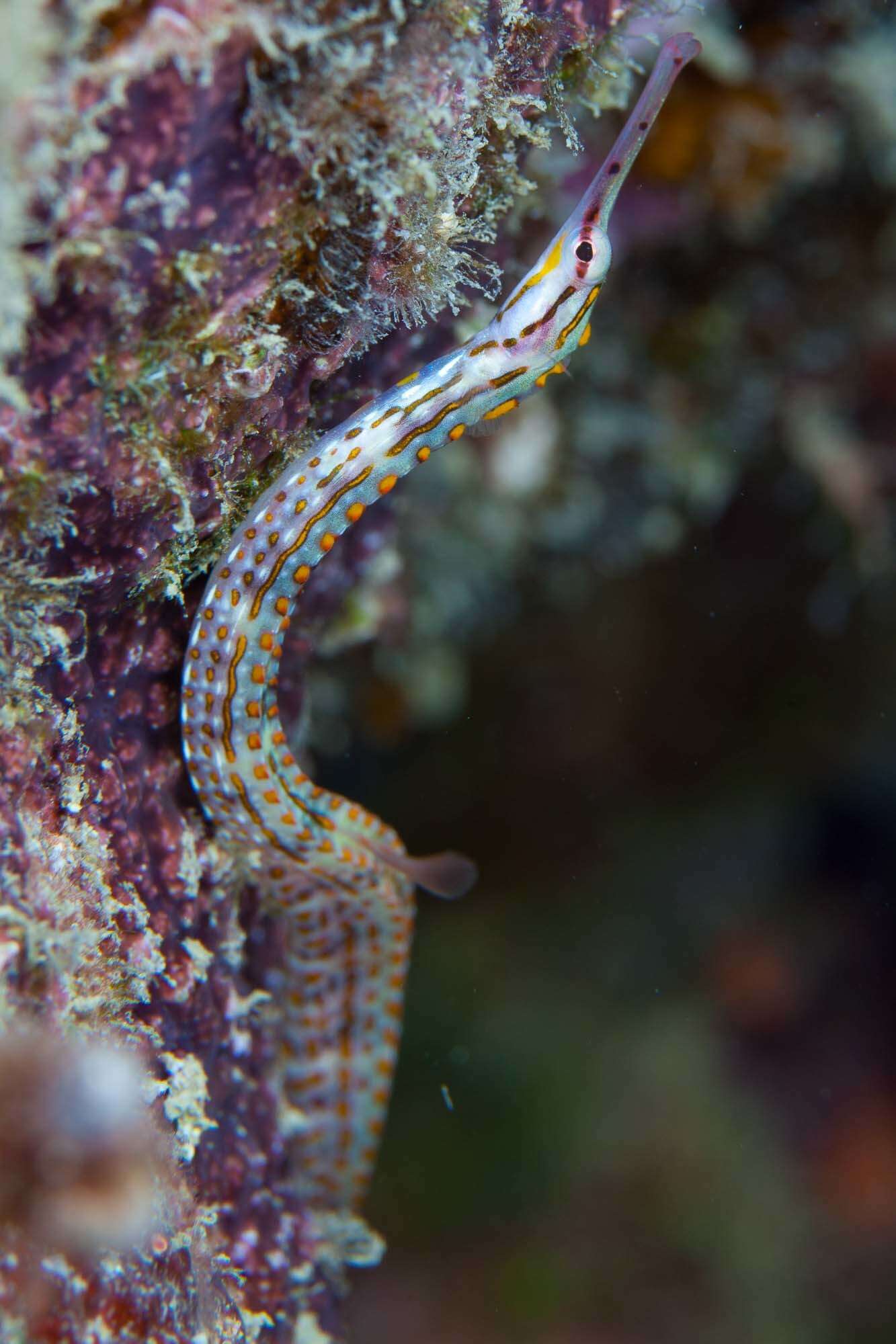 Image de Corythoichthys ocellatus Herald 1953