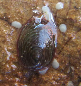 Image of Nerita melanotragus E. A. Smith 1884