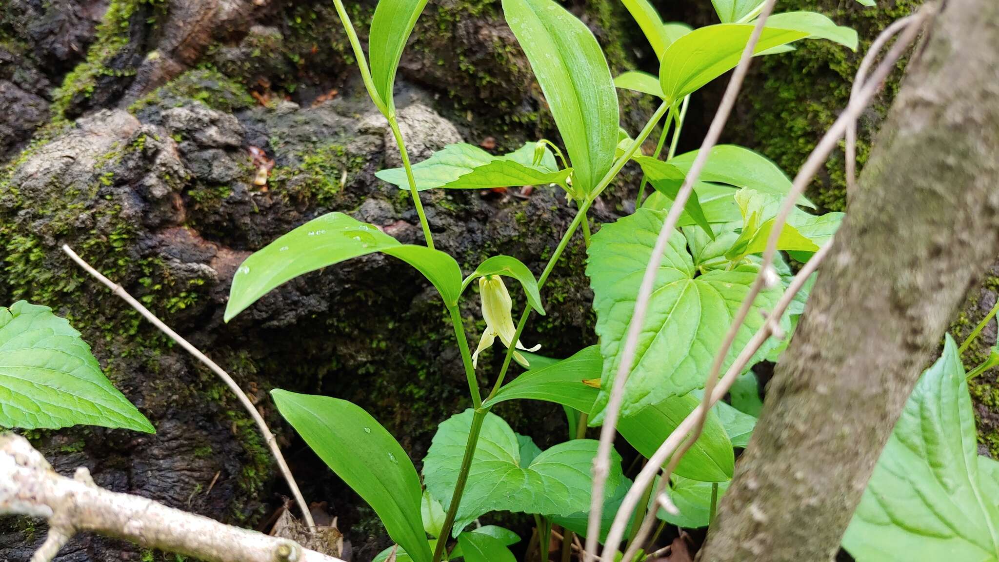 Image of Florida Bellwort