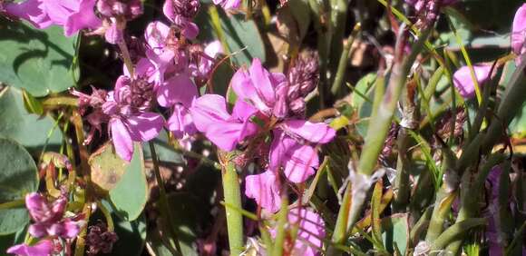 Indigofera ovata Thunb.的圖片