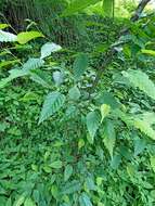 Image of Carpinus viminea Wall. ex Lindl.