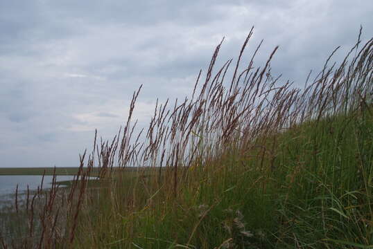 Elymus lenensis (Popov) Tzvelev resmi