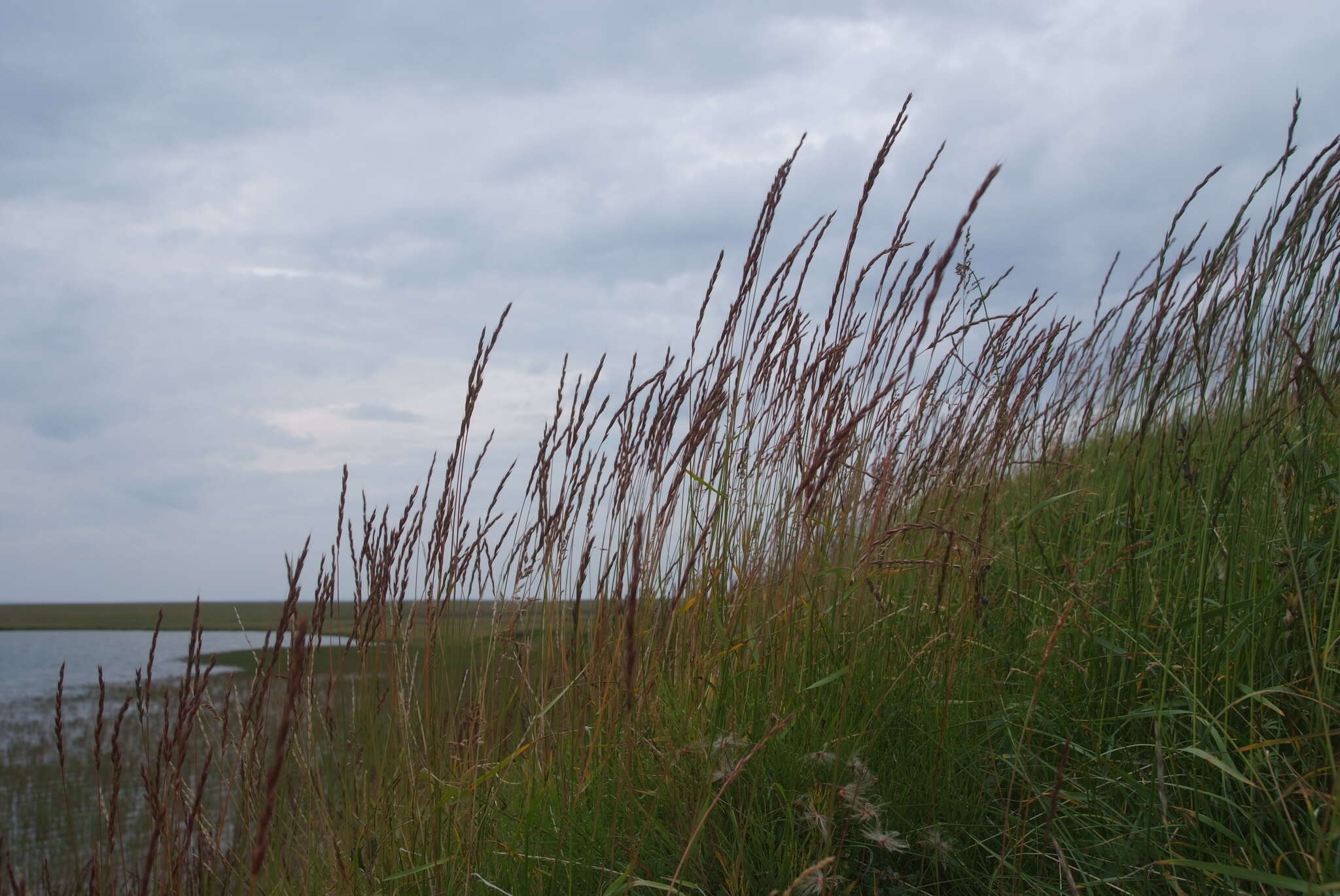 Plancia ëd Elymus lenensis (Popov) Tzvelev